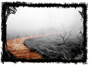 Fog Walkway with fog